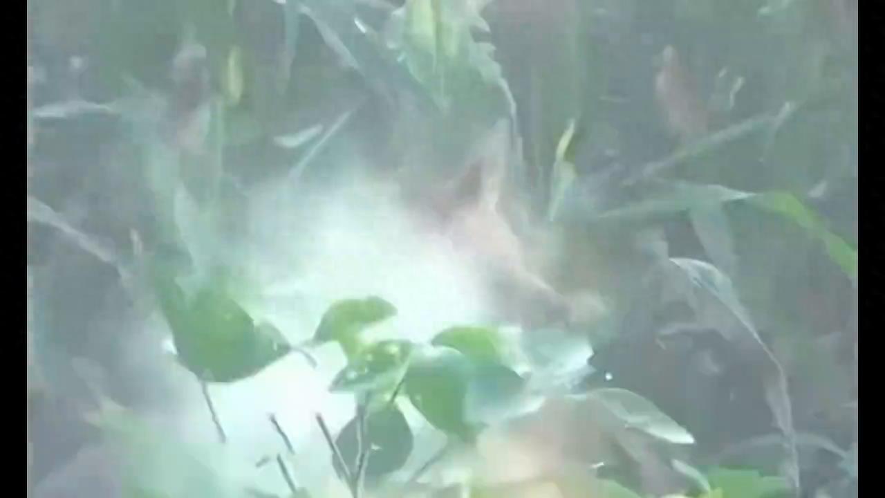郊狼。泛滥成灾。猎人负责清剿行动