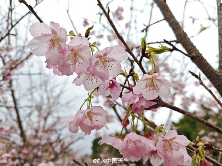 广西桂林樱花上演粉色浪漫