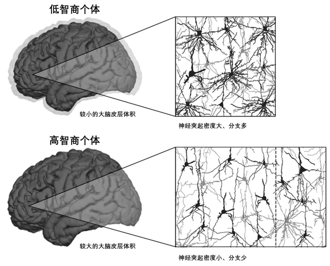 一看书就犯困?真不怪你!这可能是大脑发出的警告信号今日头