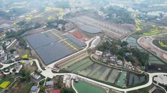 长江水涌起振兴潮,小鳗鱼游出大产业—海光食品以川鳗产业助力