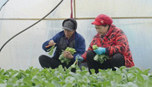 江陵县：广东菜心种出致富新路