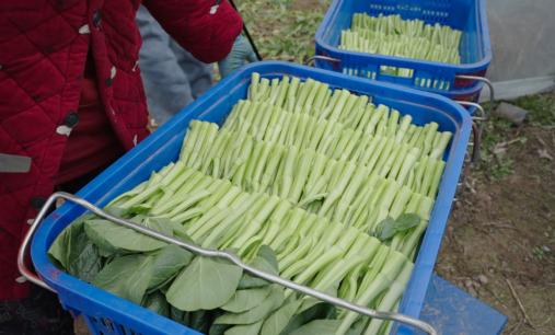 江陵县:广东菜心种出致富新路