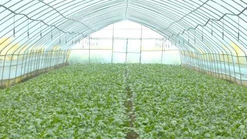 江陵县:广东菜心种出致富新路
