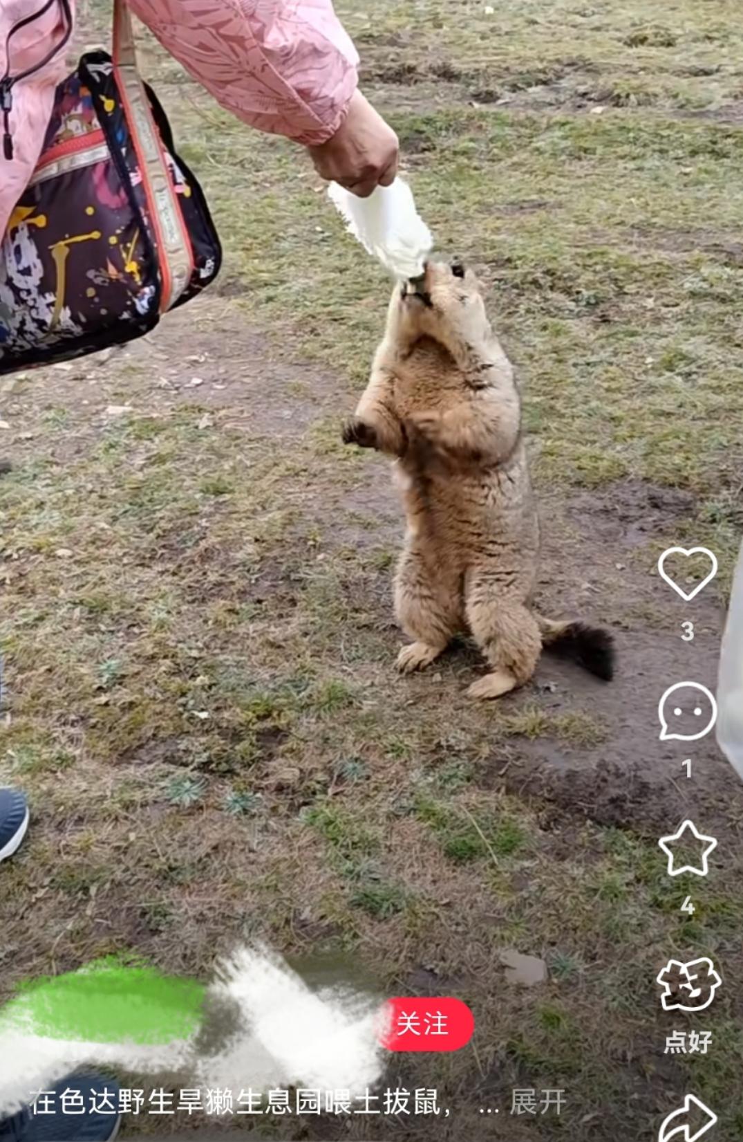 远离土拨鼠!远离土拨鼠!远离土拨鼠!