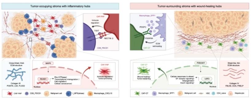 CellDiscov复旦大学樊嘉等团合作发现基质结构和成纤维细胞亚