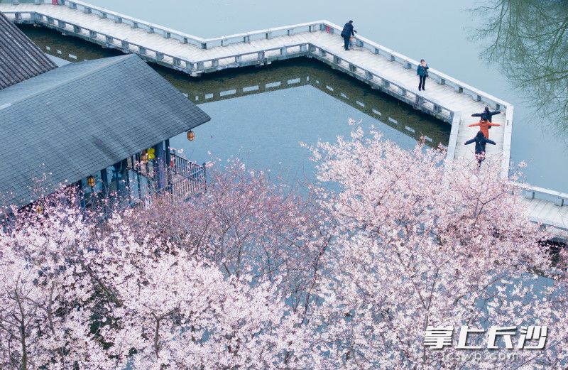 春日限定!长沙望月公园樱梅同绽