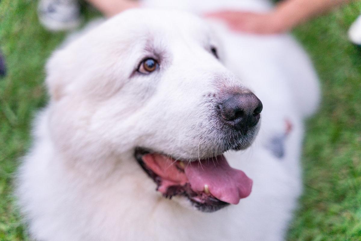 不爱牧牛爱沙发？牧牛犬偷溜进屋只为享受家庭时光