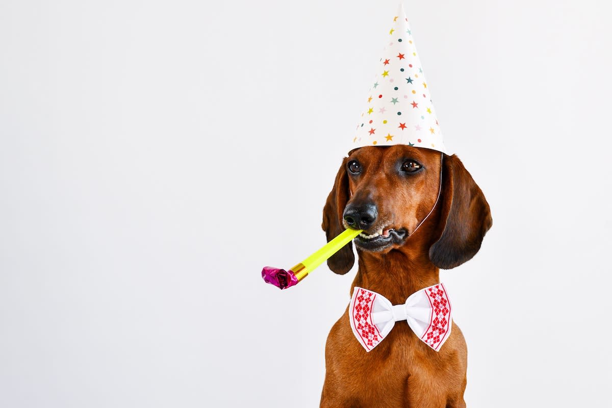 网红腊肠犬生日得来速专享“爪布奇诺”，店员反应引争议