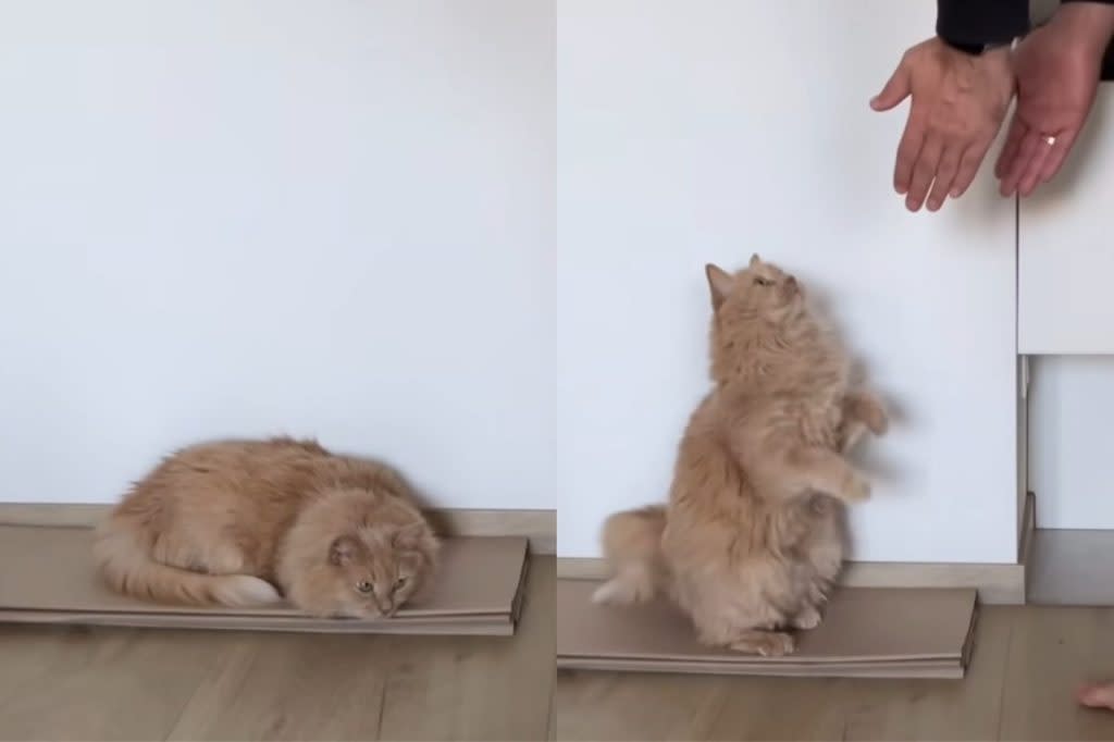 猫咪忧郁求抱抱，暖心一幕融化百万网友