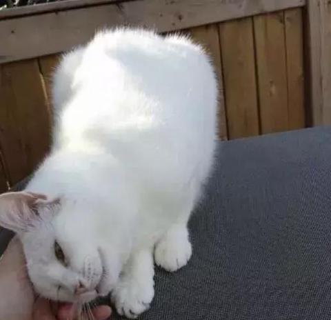 猫咪的隐藏技巧与找猫神器大揭秘